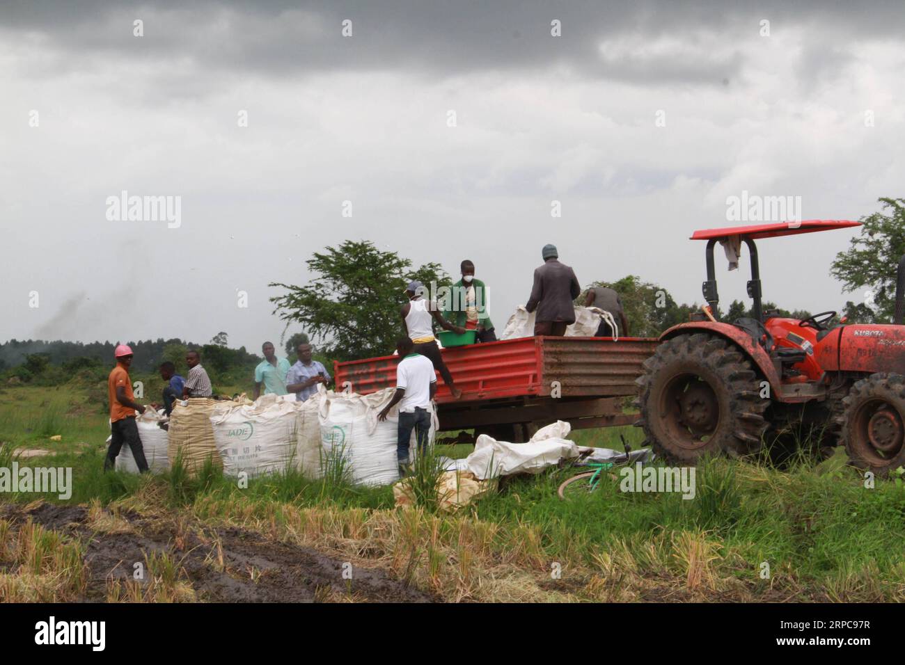 (190628) -- KALUNGU, 28. Juni 2019 -- Arbeiter von Zhong s Industries Ltd laden am 13. Juni 2019 Paddy-Reis auf einen Traktor im Bezirk Kalungu, Uganda. Eine große Fläche von üppigen grünen Reisfeldern ist ein wichtiges Highlight entlang der Autobahn von Ugandas Hauptstadt Kampala in den südlichen Teil des Landes. Die 3.000 Hektar große Reisfarm, mit dem Ziel, hier im zentralen Bezirk von Kalungu 6.000 Hektar zu erreichen, gehört Zhong s Industries Ltd, einem privaten chinesischen Unternehmen. DAZU:Feature: Chinesische Reisfarm hilft bei der Verbesserung der Ernährungssicherheit, Beschäftigung in Zentral-Uganda ) UGANDA-KALUNGU-CHINESISCHE FIRMA-RIC Stockfoto