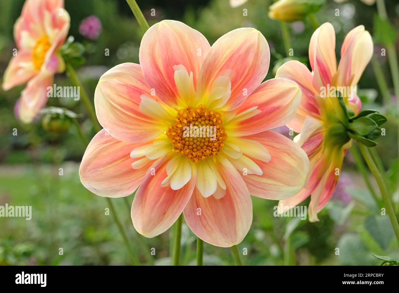 Pfirsich und Creme-Collarette Dahlia 'april Heather' in Blume. Stockfoto