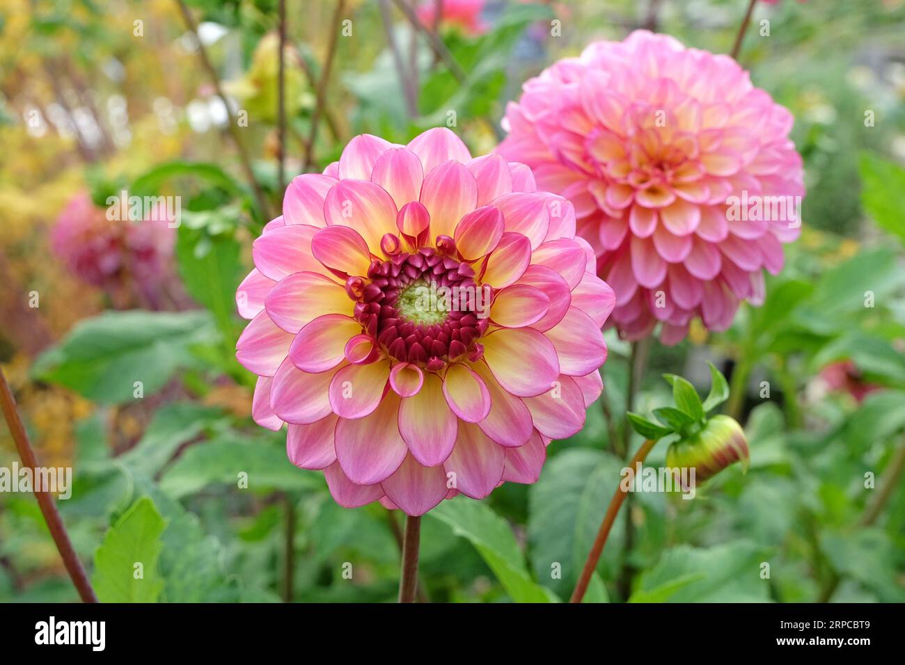 Dahlia „Foxy Lady“ in blauer Pink. Stockfoto