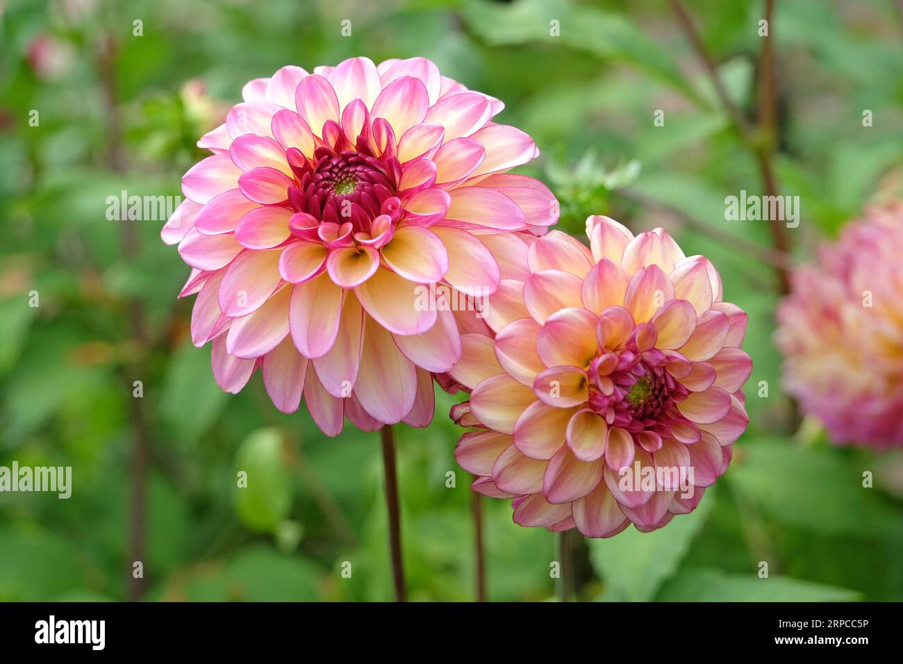 Dahlia „Foxy Lady“ in blauer Pink. Stockfoto