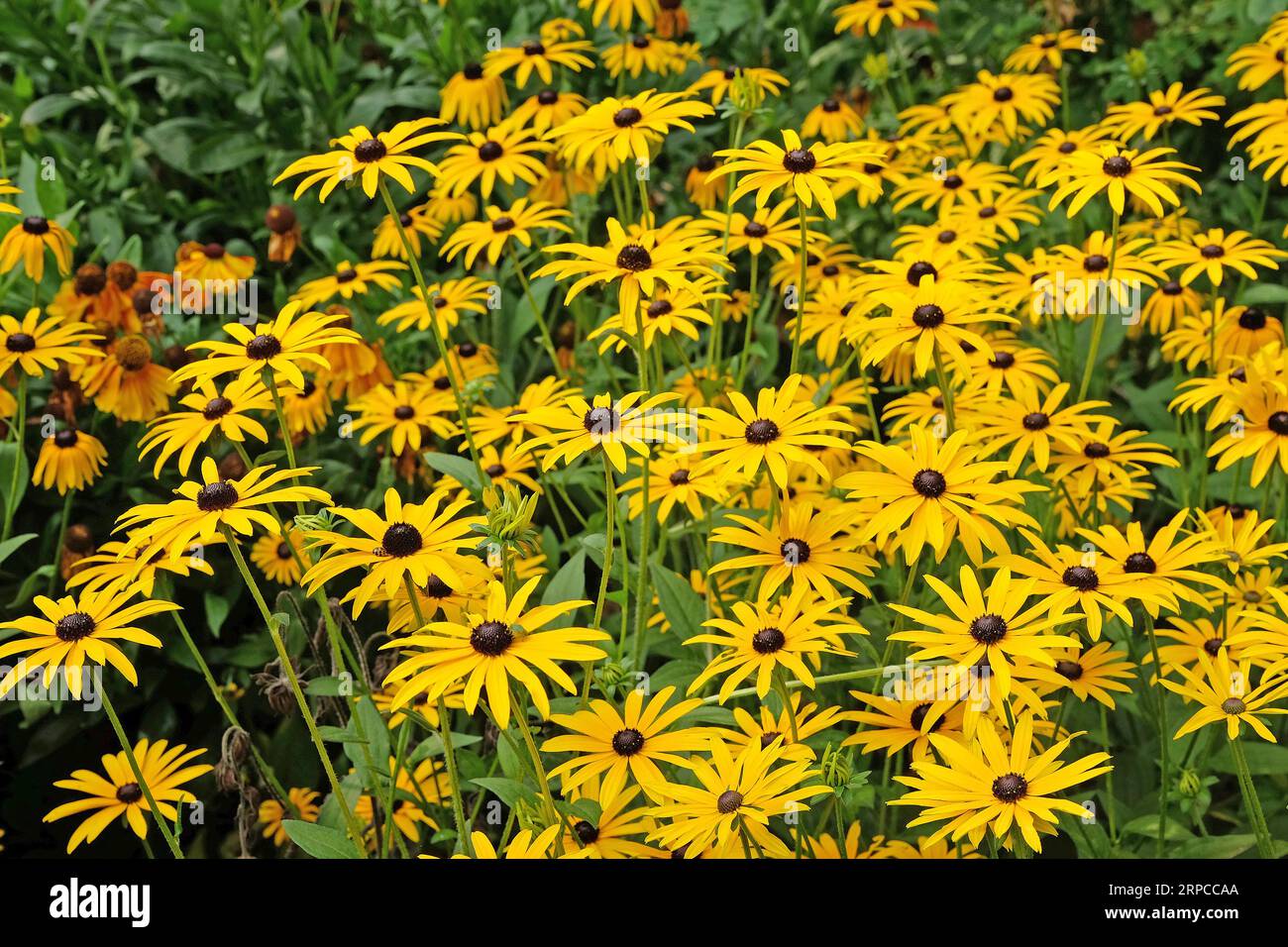 Gelbe Rudbeckia „Goldsturm“, auch bekannt als Black Eyed Susan, Gloriosa Daisy oder gelbes Ochsenauge in Blume. Stockfoto