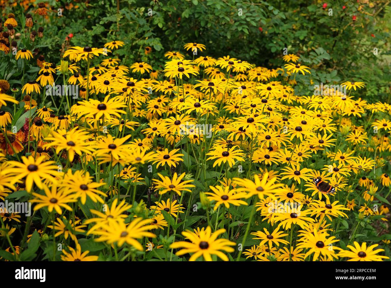 Yellow Rudbeckia 'GoldsturmÕ, auch bekannt als Black Eyed Susan, Gloriosa Daisy oder Yellow Ox Eye in Flower. Stockfoto