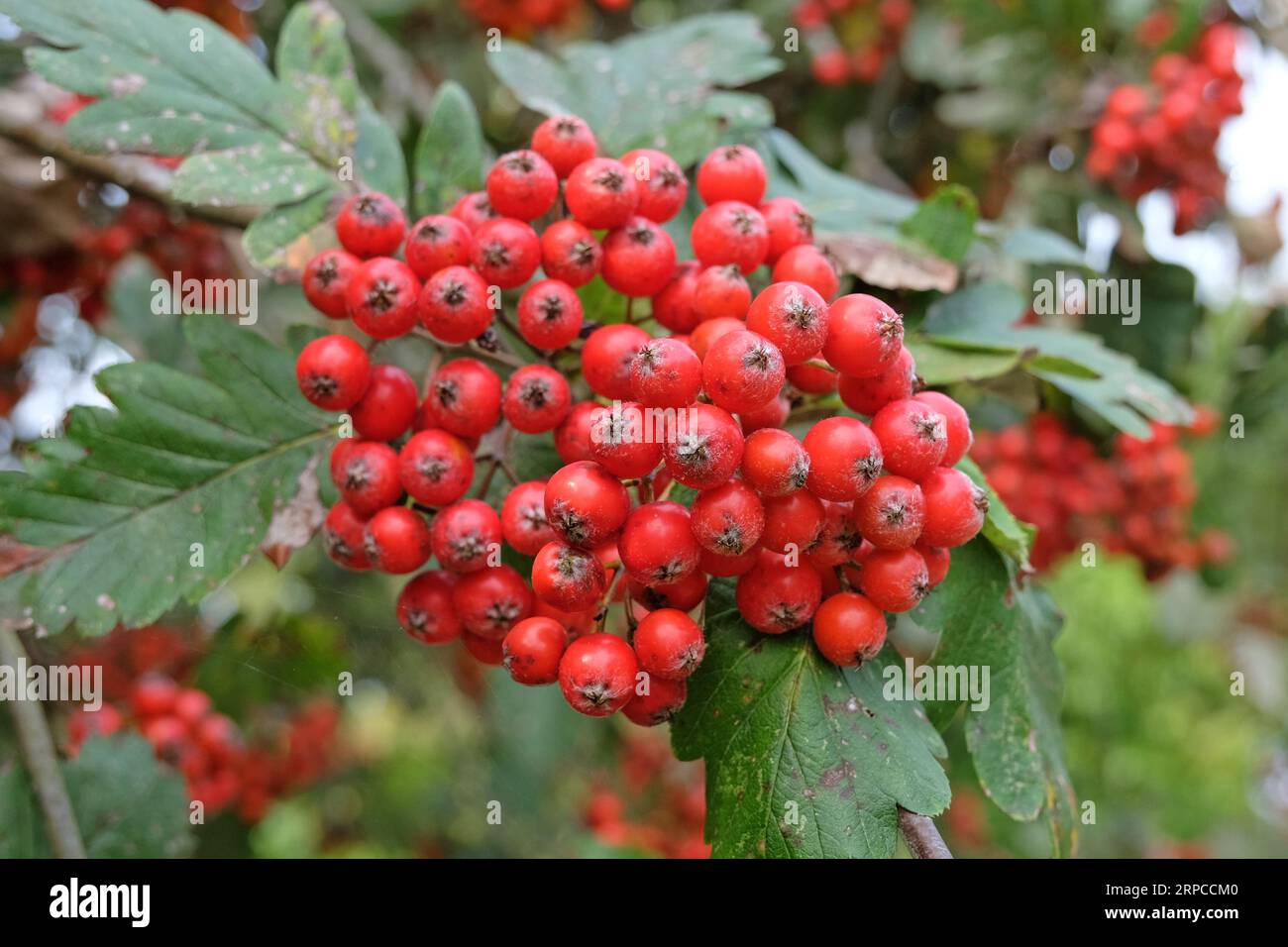 Die roten Beeren der Sorbus hybrida 'Gibbsii'-eberesche. Stockfoto