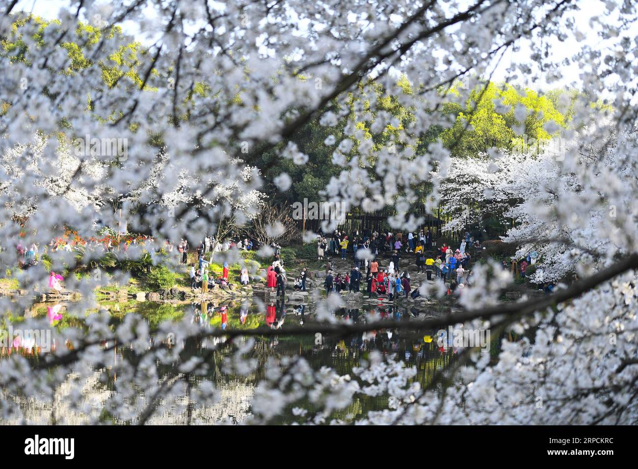 (190708) -- PEKING, 8. Juli 2019 -- Touristen sehen Kirschblüten im Hunan Forest Botanical Garden in Changsha, Hauptstadt der zentralchinesischen Provinz Hunan, 25. März 2019. Die Provinz Hunan liegt in Zentralchina und ist für ihre abwechslungsreiche Topographie bekannt. Er grenzt im Norden an den Dongting Lake, und die Ost-, Süd- und Westseite der Provinz sind von Bergen umgeben, mit den Wuling- und Xuefeng-Bergen im Westen, dem Nanling-Berg im Süden, den Luoxiao- und den Mufu-Bergen im Osten. Die Flüsse Xiangjiang, Zijiang, Yuanjiang und Lishui treffen am Yangtze River am Dongting Lake zusammen Stockfoto