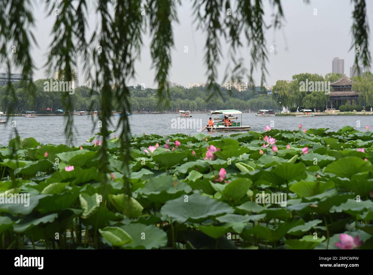 (190714) -- JINAN, 14. Juli 2019 -- Touristen nehmen Boote, um Lotusblumen auf dem Daming-See in Jinan, ostchinesische Provinz Shandong, 14. Juli 2019 zu sehen. ) CHINA-SHANDONG-JINAN-DAMING LAKE-LOTUS (CN) WANGXKAI PUBLICATIONXNOTXINXCHN Stockfoto