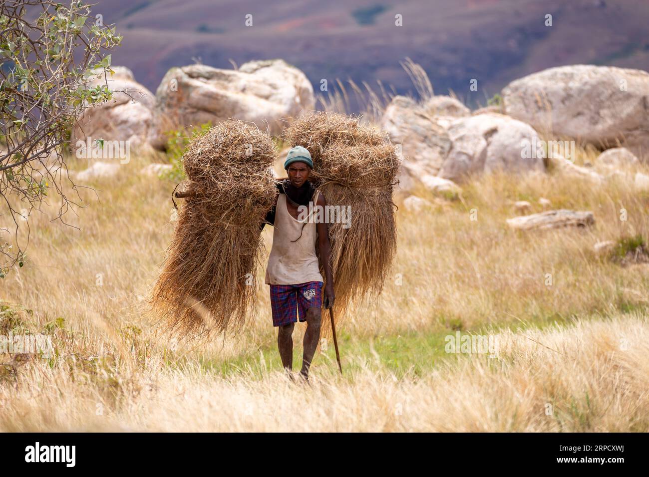 Andringitra Mountains, Madagaskar - 15. November 2022: Ein madagassischer Portier trägt getrocknetes Gras, um das Dach zu reparieren, das an einem primitiven Stock auf seiner Ba gehängt ist Stockfoto