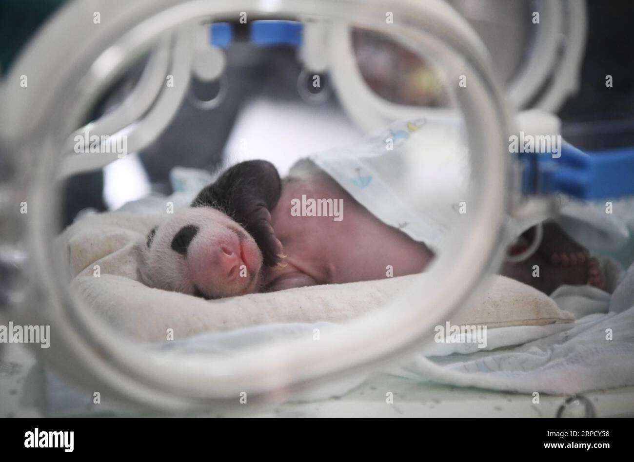 (190716) -- CHONGQING, 16. Juli 2019 -- Foto aufgenommen am 16. Juli 2019 zeigt ein neugeborenes Panda-Jungtier in einem Zoo in der südwestchinesischen Gemeinde Chongqing. Zwei riesige Pandas in einem Zoo in Chongqing brachten am 23. Juni zwei Zwillingspaare zur Welt. Der 17-jährige Panda Lanxiang brachte in den frühen Morgenstunden des 23. Juni ein Paar männlicher Jungen mit einem Gewicht von 167 bzw. 115 Gramm zur Welt. Eine weitere Pandafrau, Mangzai, brachte am Nachmittag ein Paar Jungtiere zur Welt, das 142 bzw. 160 Gramm Gewicht hatte. CHINA-CHONGQING-PANDA CUBS (CN) WangxQuanchao PUBLICATIONxNOTxINxCHN Stockfoto