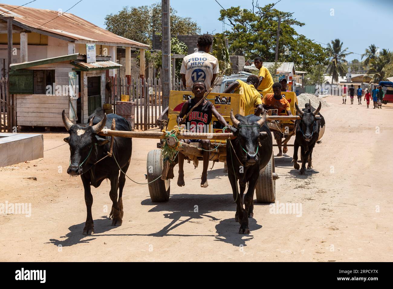 Belo Sur Tsiribihina, Madagaskar - 4. NOVEMBER 2022: Ein Zebu-Wagen trägt madagassisches Bier auf einer staubigen Straße an einem heißen Tag. Das Zebu wird häufig als Entwurf verwendet Stockfoto