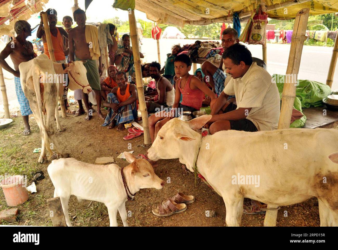 (190718) -- MUZAFFARPUR, 18. Juli 2019 (Xinhua) -- Dorfbewohner suchen Zuflucht in einem provisorischen Zelt mit ihren Katteln nach der jüngsten Überschwemmung im Bezirk Muzaffarpur, Bihar, Indien, 17. Juli 2019. Viele Bewohner wurden durch die jüngste Überschwemmung, die durch den unaufhörlichen Regen im indischen Bundesstaat Bihar verursacht wurde, obdachlos gelassen. (STR/Xinhua) INDIA-BIHAR-MUZAFFARPUR-FLOOD-AFTERMATH PUBLICATIONxNOTxINxCHN Stockfoto