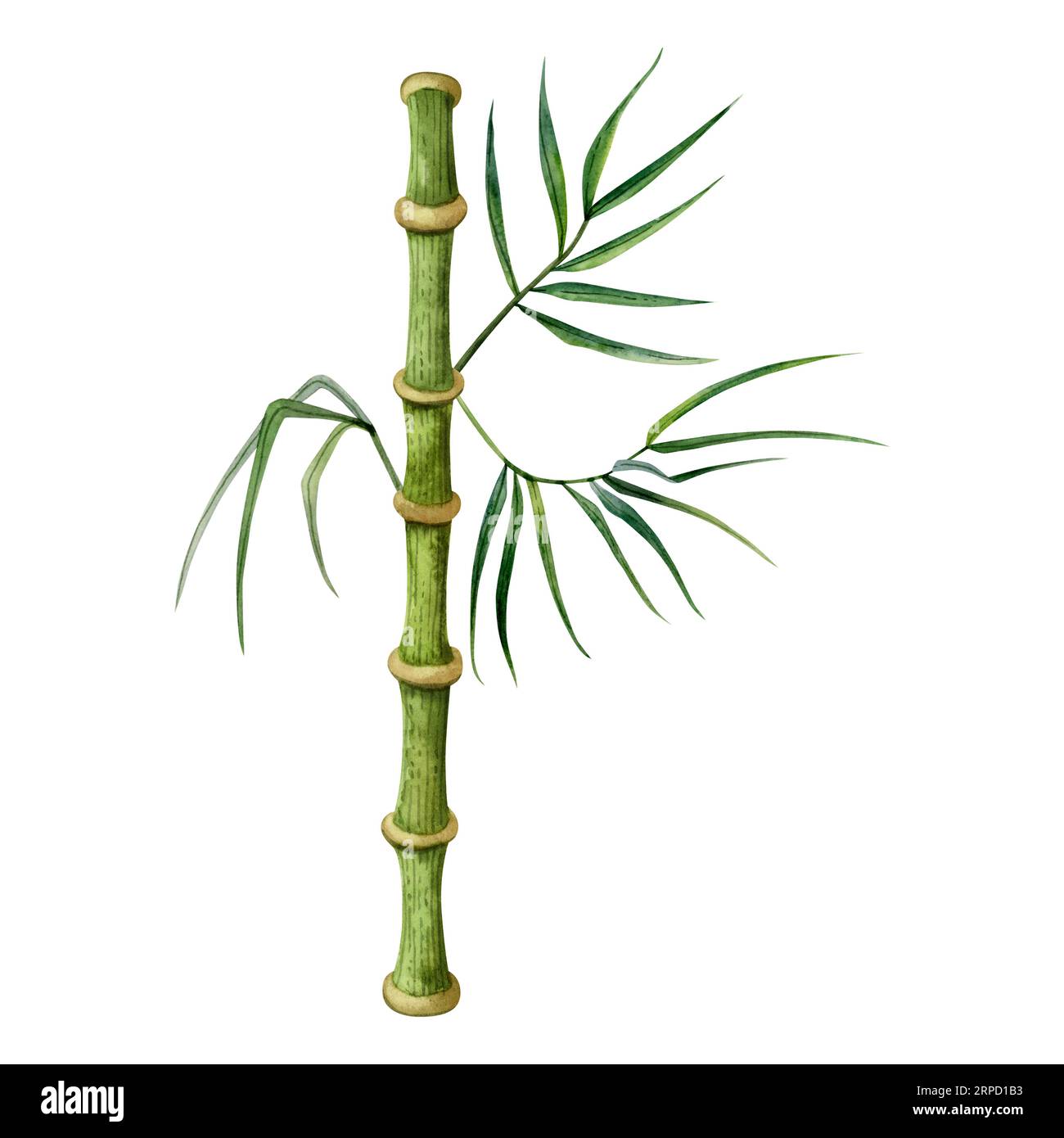 Bambusstamm mit Ästen und grünen Blättern Aquarellzeichnung. Tropische Natur von Hand gezeichnet realistische Clipart Stockfoto
