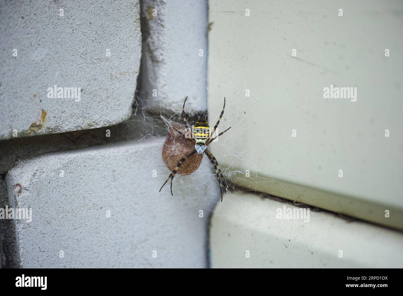 Eine Spinnenvogel, die mit einem Eiersack an ihrem Netz hängt. Stockfoto