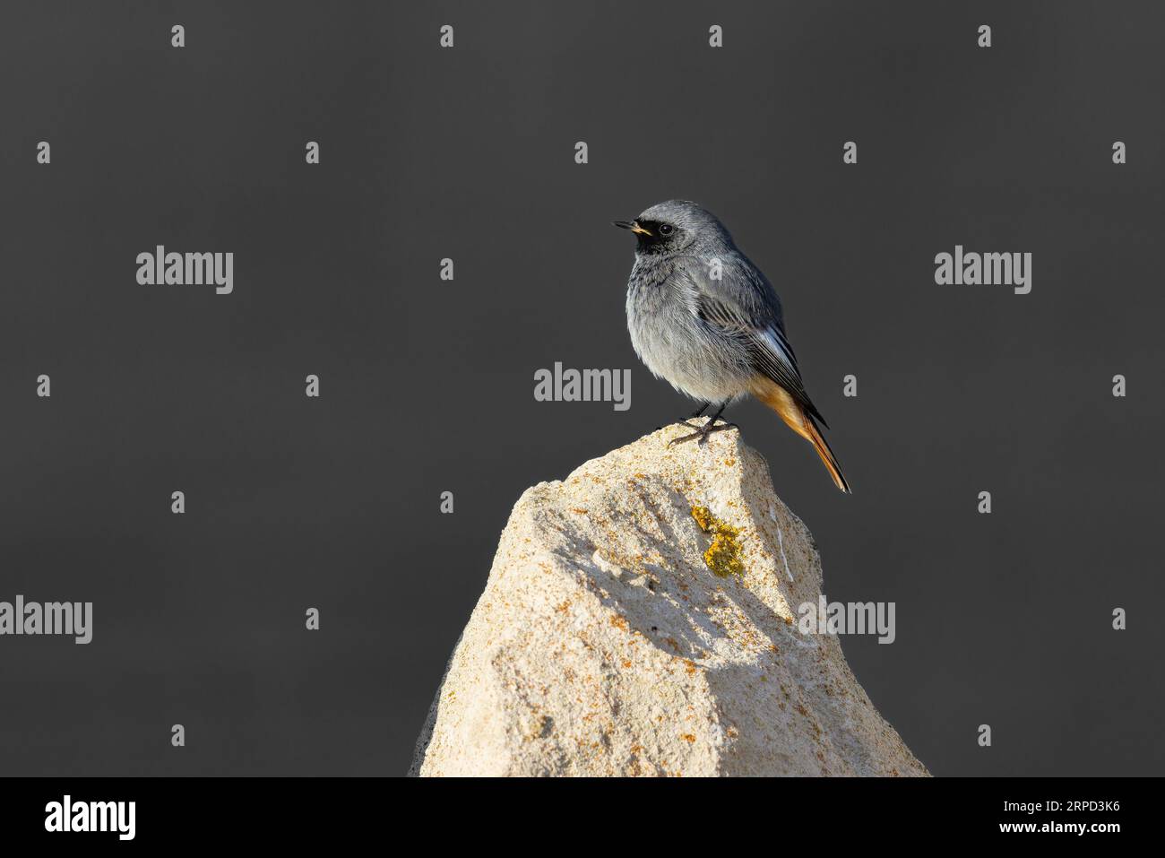 Black Redstart (Phoenicurus ochruros), männlich, Isle of Portland, Dorset, England, UK Stockfoto