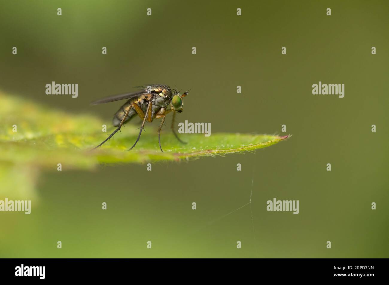 Langbeinfliege (Poecilobothrus sp.), Powerstock Common DWT Reserve, Dorset, England, Vereinigtes Königreich Stockfoto