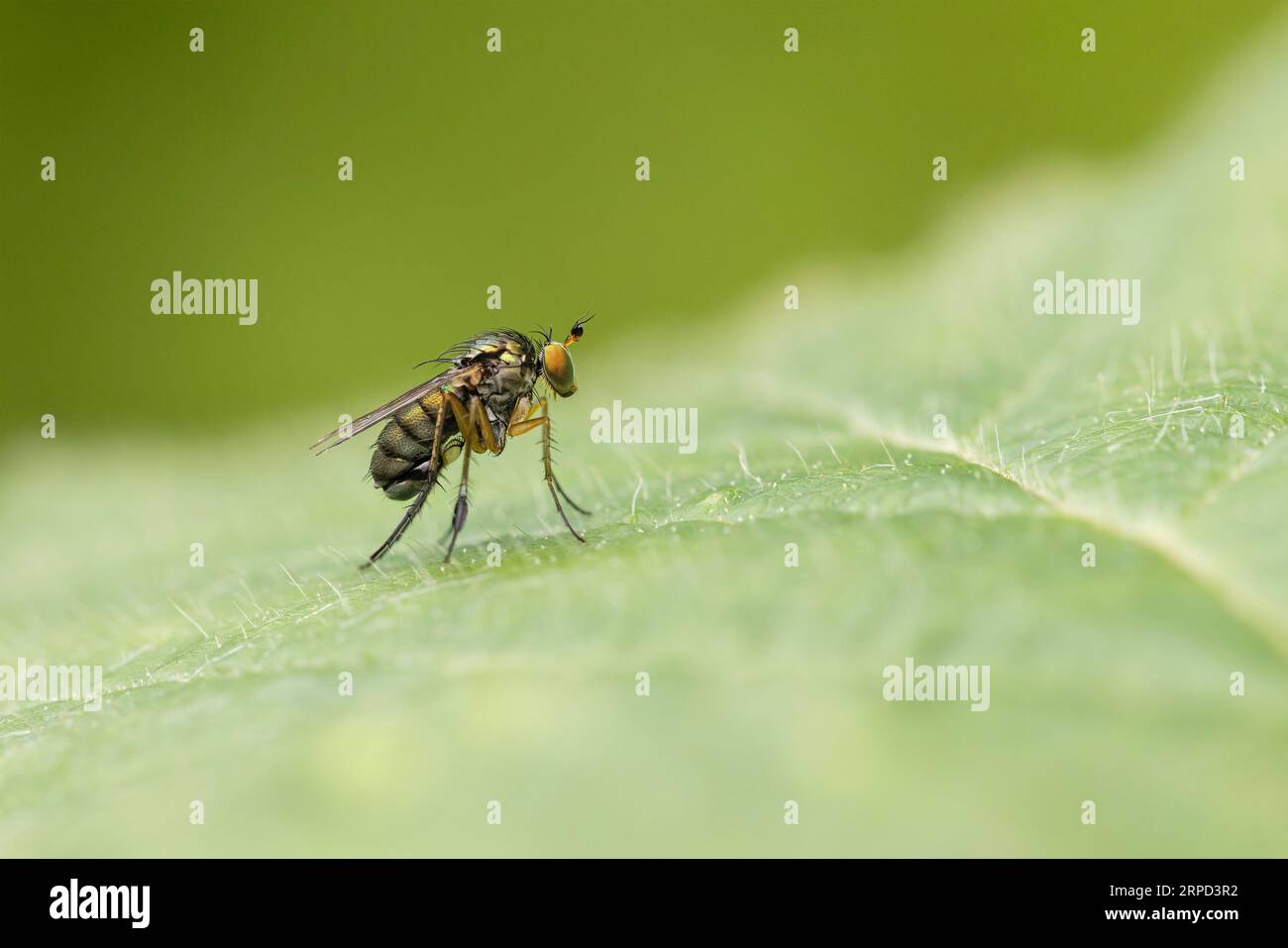 Langbeinfliege (Poecilobothrus sp.), Powerstock Common DWT Reserve, Dorset, England, Vereinigtes Königreich Stockfoto