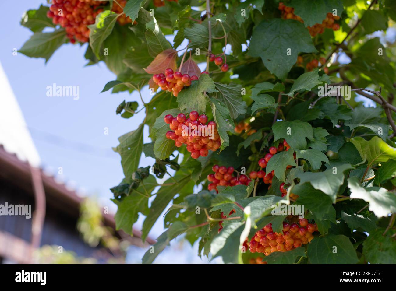 Unreifer Schneeballbaum, sonniger Sommertag Stockfoto