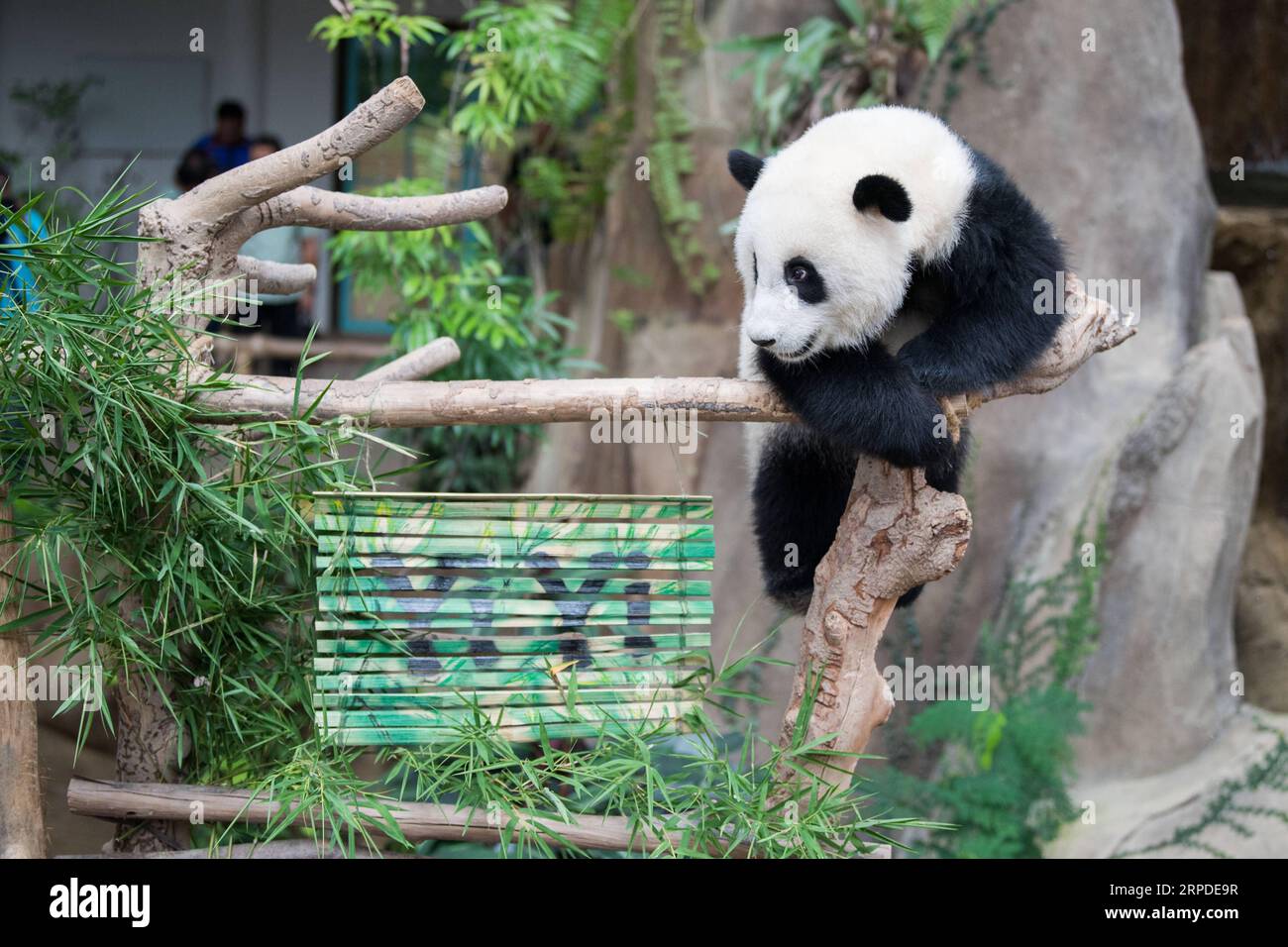 (190801) -- KUALA LUMPUR, 1. Aug. 2019 -- das riesige Panda-Jungtier Yi Yi spielt in der Nähe der Bambusrutschen mit seinem Namen im riesigen Panda-Schutzzentrum des malaysischen Nationalzoos in der Nähe von Kuala Lumpur, Malaysia, 1. Aug. 2019. Der zweite in Malaysia geborene Riesenpanda hieß Yi Yi, was Freundschaft bedeutet, am Donnerstag, was die enge Freundschaft zwischen Malaysia und China kennzeichnet. MALAYSIA-KUALA LUMPUR-RIESE PANDA CUB-NAMING-YI YI ZHUXWEI PUBLICATIONXNOTXINXCHN Stockfoto