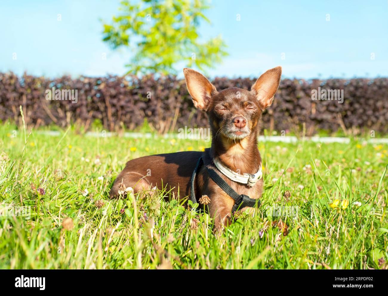 Kleiner brauner Spielzeugterrier, der im Sommerpark mit geschlossenen Augen auf grünem Gras döst. Mehrfarbiges horizontales Außenbild. Stockfoto