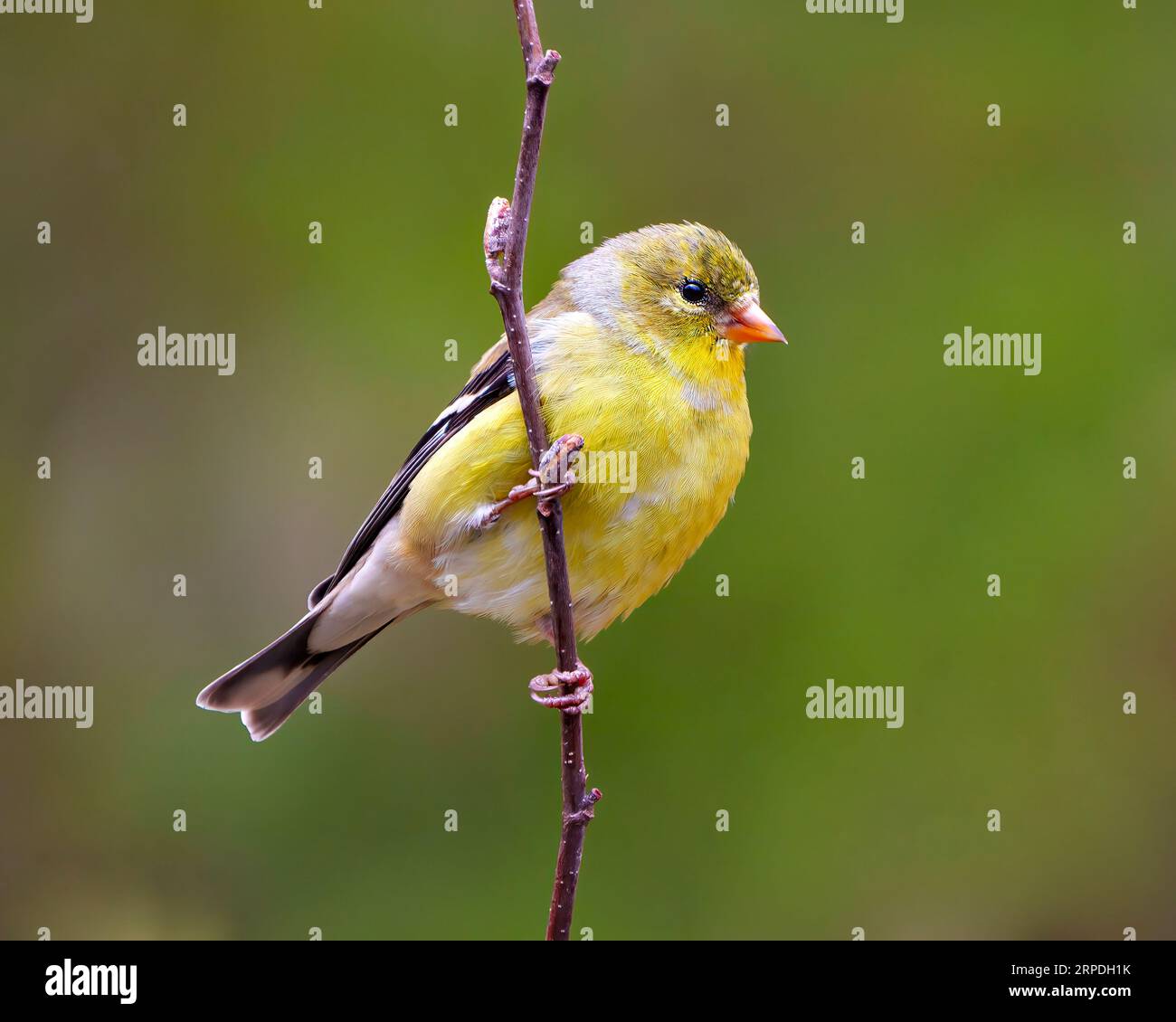 Goldfinkenweibchen auf einem Frühlingszweig mit grünem Hintergrund in seiner Umgebung und seinem Lebensraum. Amerikanischer Goldfinch. Stockfoto