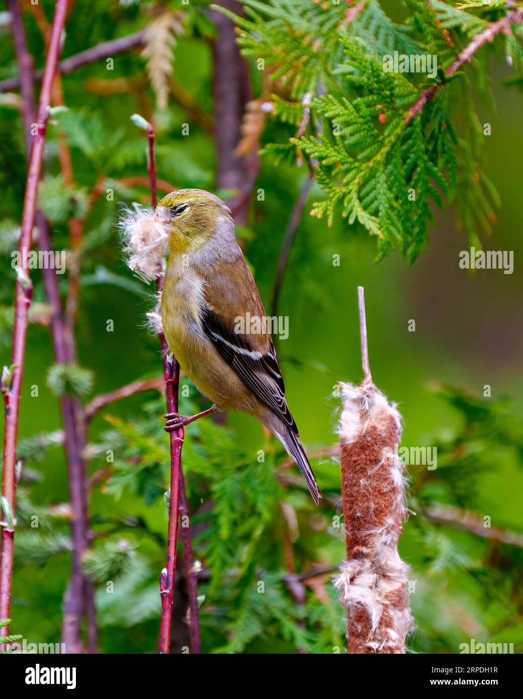 Goldfinkenweibchen, die auf einem Kattail mit Kattagelmaterial im Schnabel für ihr Nest mit einem Zedernwald Hintergrund in ihrer Umgebung und ihrem Lebensraum hockt. Stockfoto