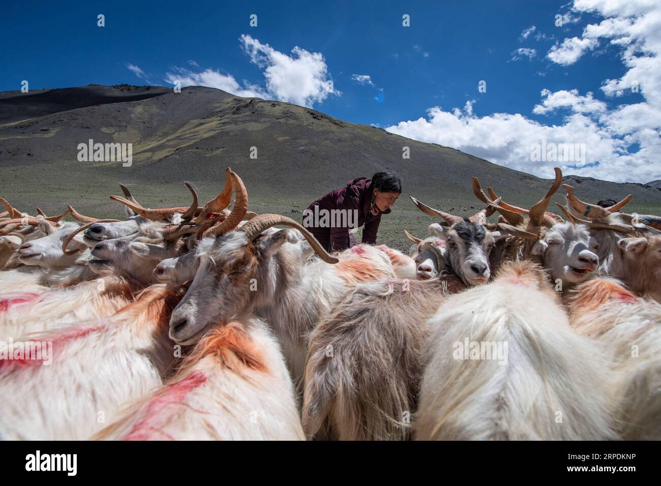 (190807) -- PEKING, 7. August 2019 -- Eine Hirtin melkt Schafe im Rutog County der Präfektur Ngari, südwestchinesische Autonome Region Tibet, 4. August 2019. Chinas Landwirtschaft hat in den letzten 70 Jahren ein rasches Wachstum verzeichnet, wobei die Getreideproduktion laut einem Bericht des National Bureau of Statistics (NBS) um das 4,8-fache zunahm. Chinas Getreideproduktion wuchs von 1949 bis 2018 mit einer durchschnittlichen jährlichen Rate von 2,6 Prozent auf 658 Milliarden kg und konnte laut dem Bericht rund 20 Prozent der Weltbevölkerung mit nur 9 Prozent Ackerland ernähren. Der Countr Stockfoto