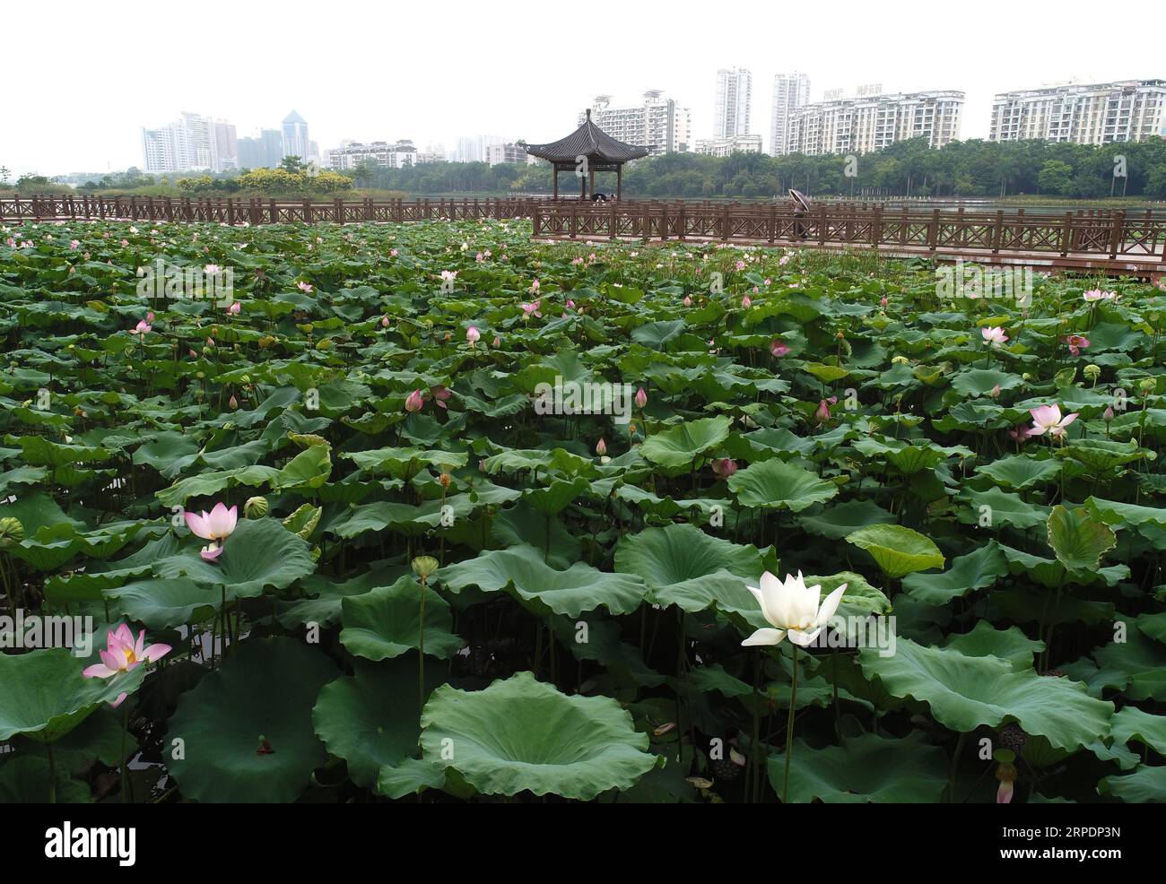 (190809) -- NANNING, 9. August 2019 -- Luftaufnahme vom 9. August 2019 zeigt Lotusblumen im Nanhu Park in Nanning, der Hauptstadt der südchinesischen autonomen Region Guangxi Zhuang. ) CHINA-GUANGXI-NANNING-LOTUS-BLOSSOM (CN) ZHOUXHUA PUBLICATIONXNOTXINXCHN Stockfoto