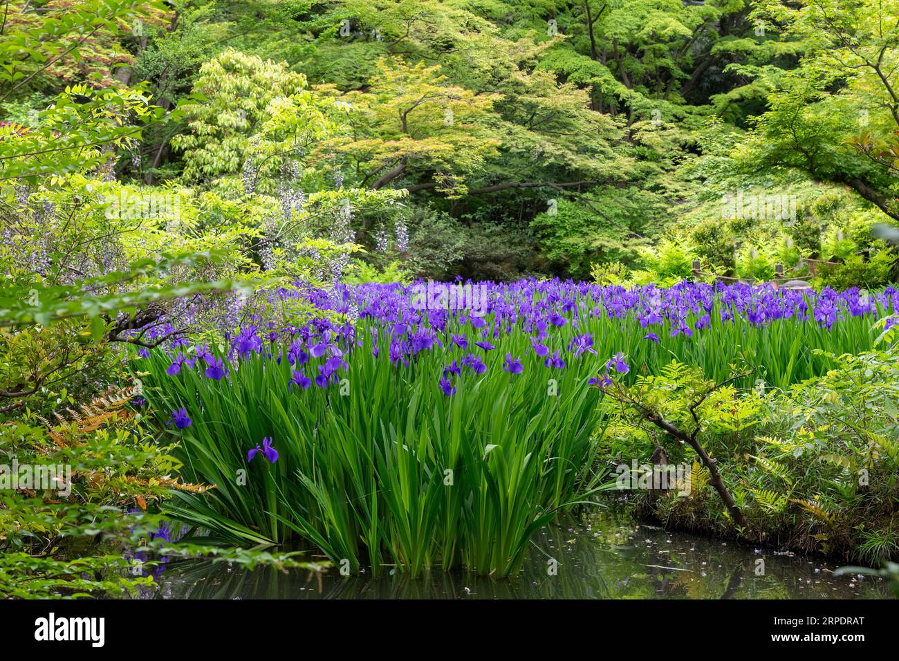 Teich in japanischem Garten gefüllt mit purpurroter Iris ensata, japanischer Iris oder japanischer Wasseriris (hanashōbu), einer ausdauernden Pflanze mit länglichen Blättern surr Stockfoto