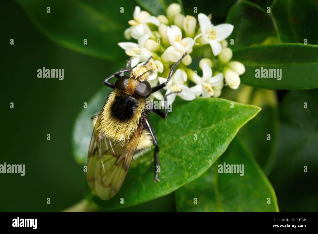 Bumblebee hoverfly (Volucella bombylans var. Plumata) an weißen Blüten des Privatets Stockfoto