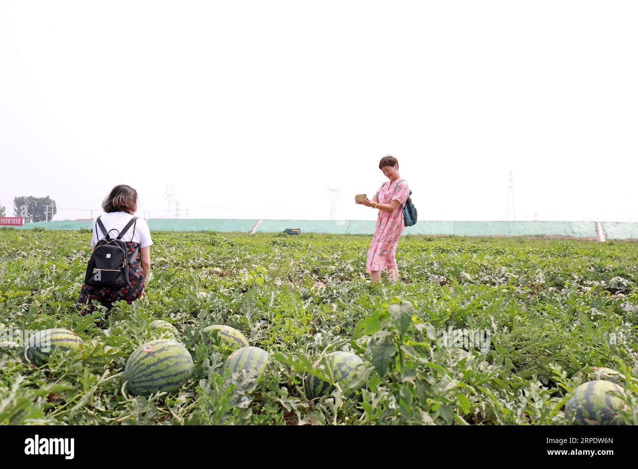 Luannan County, China - 26. Juni 2019: Eine Touristin fotografiert als Souvenir in einem Wassermelonenfeld im Luannan County, Provinz Hebei, China. Jetzt Stockfoto