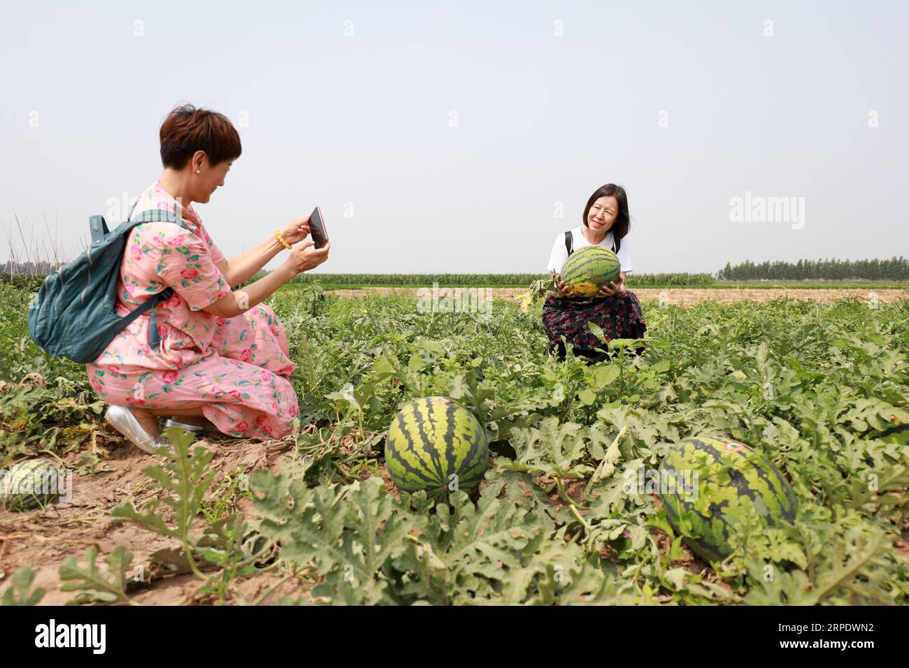 Luannan County, China - 26. Juni 2019: Eine Touristin fotografiert als Souvenir in einem Wassermelonenfeld im Luannan County, Provinz Hebei, China. Jetzt Stockfoto