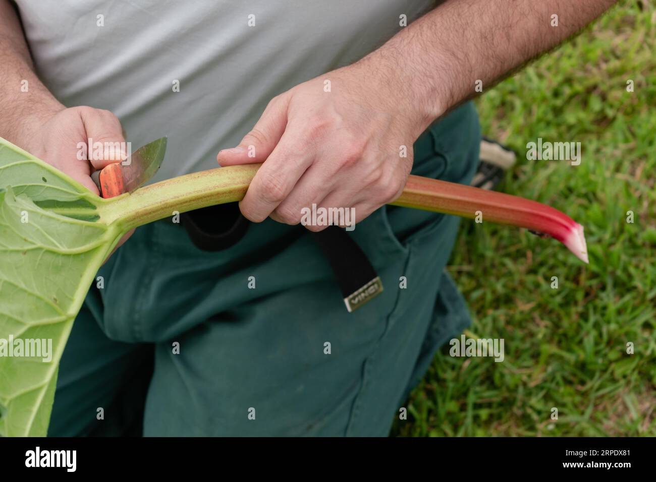 Der Mensch, der Rhabarber in einem Garten erntet, um Kuchen und Kompott zu machen, Rheum Rhabarbarum Stockfoto