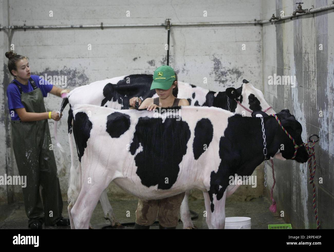 (190818) -- VANCOUVER, 18. August 2019 -- Aussteller säubern ihre Kühe während der Landwirtschaftsmesse auf der Pacific National Exhibition in Vancouver, Kanada, 17. August 2019. Die Landwirtschaftsmesse auf der Pacific National Exhibition zeigt eine Vielzahl von Nutztieren und Aktivitäten für die Öffentlichkeit, um die Landwirtschaft in Kanada zu erleben und mehr über sie zu erfahren. (Foto: /Xinhua) CANADA-VANCOUVER-LANDWIRTSCHAFTSMESSE LiangxSen PUBLICATIONxNOTxINxCHN Stockfoto