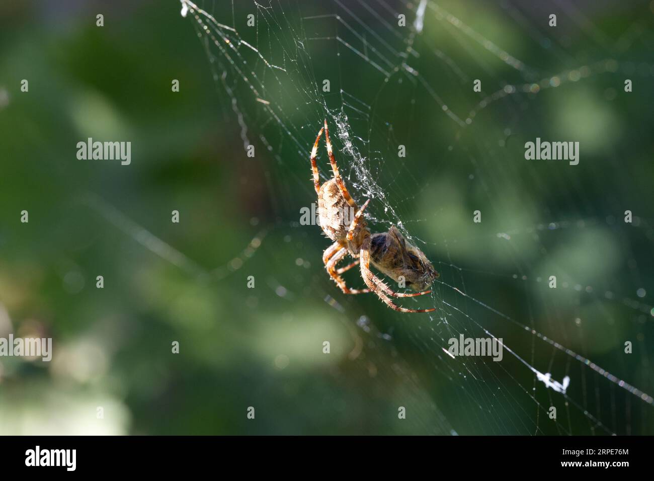 Gartenspinne, die eine Fliege frisst, die im Netz gefangen ist Stockfoto