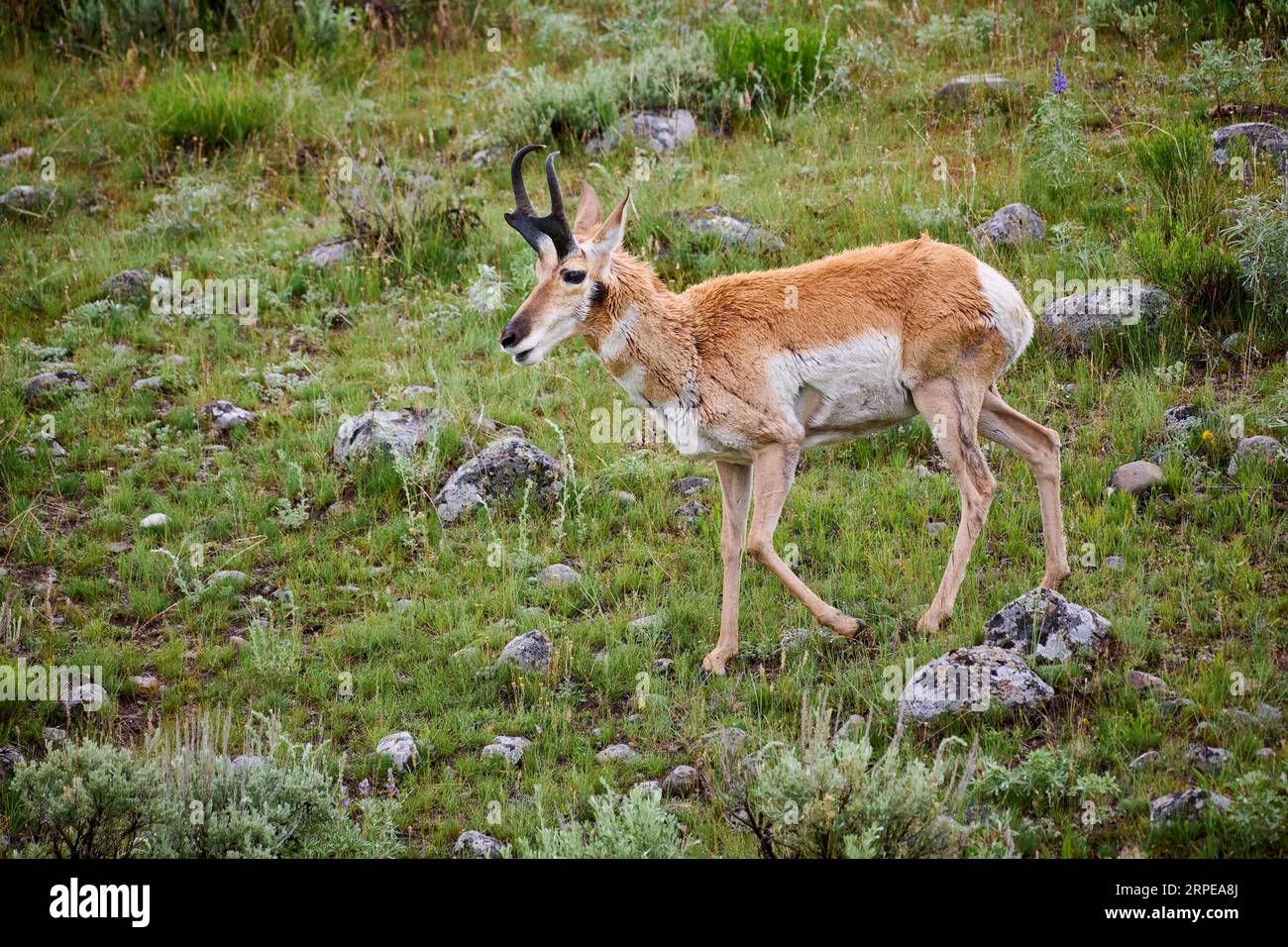 Pronghorn (Antilocapra americana), Yellowstone-Nationalpark, Wyoming, Vereinigte Staaten von Amerika Stockfoto