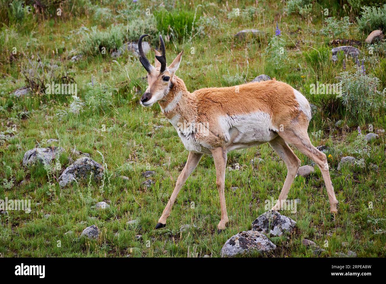 Pronghorn (Antilocapra americana), Yellowstone-Nationalpark, Wyoming, Vereinigte Staaten von Amerika Stockfoto
