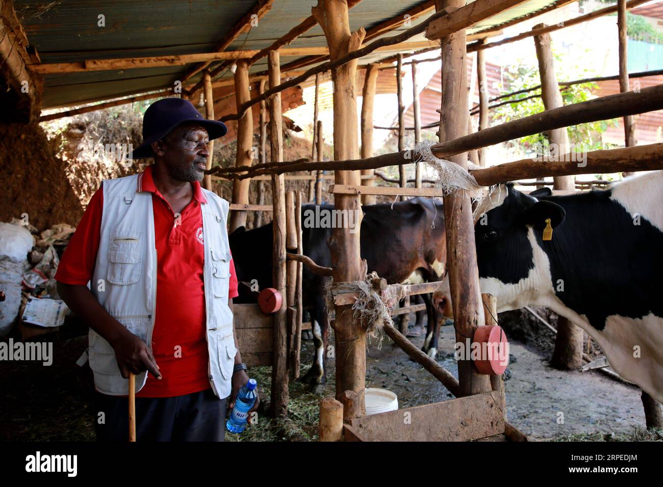 (190825) -- KIGALI, 25. August 2019 -- Emmanuel Mateka, ein Begünstigter des Programms „eine Kuh pro arme Familie“ Girinka, betrachtet seine Kuh in Kigali, Hauptstadt Ruandas, am 17. August 2019. In den letzten zwei Jahrzehnten hat Ruanda bemerkenswerte Fortschritte bei der Einheit und Aussöhnung unter seinem Volk verzeichnet. Im Rahmen der Bemühungen um den Wiederaufbau des Landes und die Förderung einer gemeinsamen nationalen Identität zog die ruandische Regierung Aspekte der ruandischen Kultur und traditioneller Praktiken heran, um ihre Entwicklungsprogramme zu bereichern. Während des 100-tägigen Völkermords an den Tutsi im Jahr 1994 wurden in Ruanda etwa 1 Million Menschen getötet. - ICH GEHE Stockfoto