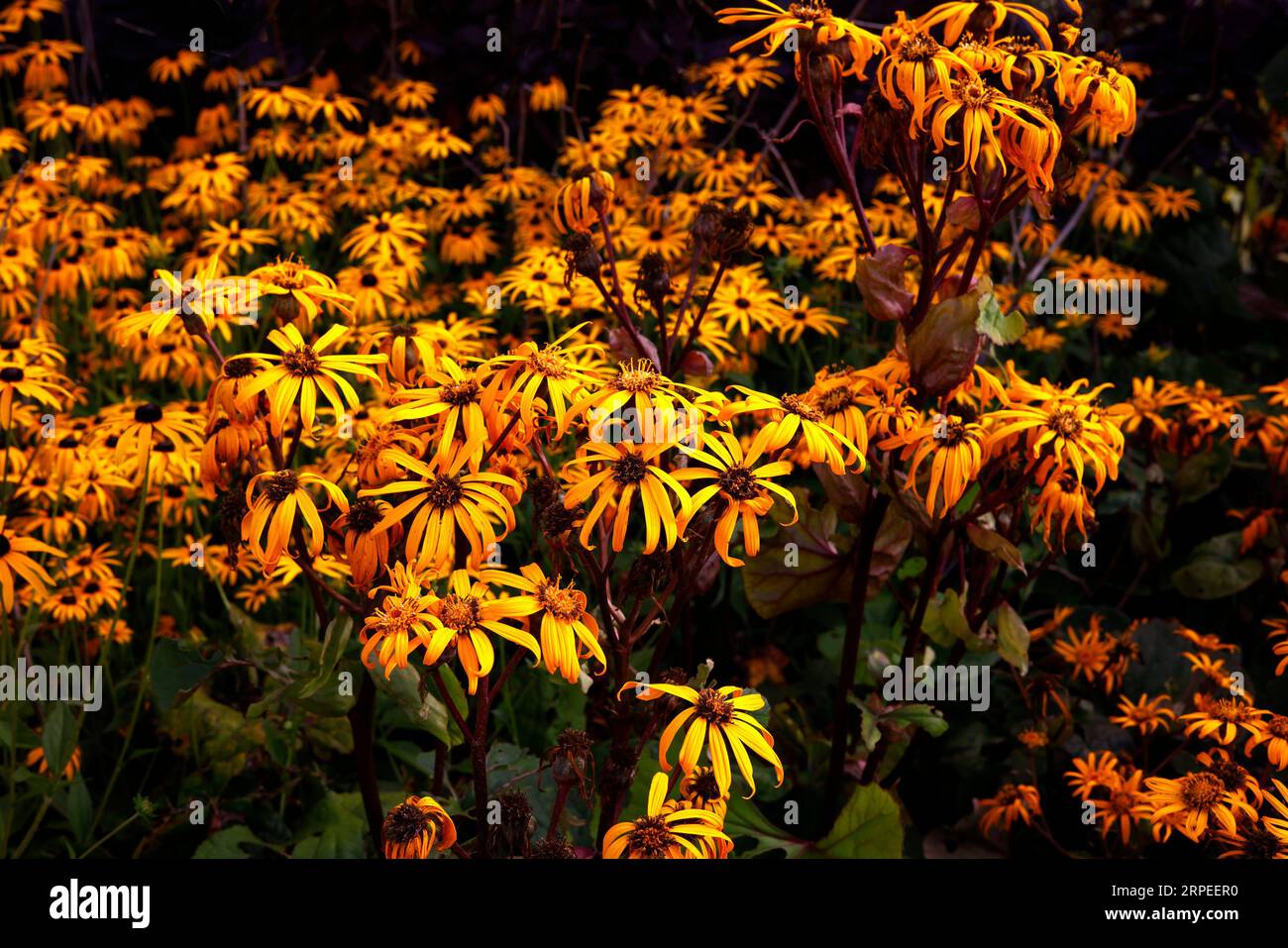 Nahaufnahme der Orangenblüten der im Sommer blühenden krautigen Staudengartenpflanze Ligularia. Stockfoto