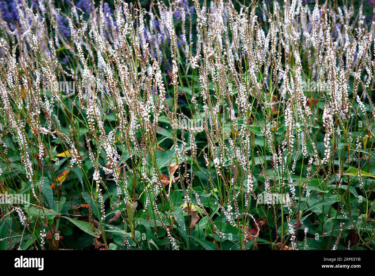 Nahaufnahme der weißen Blütenspitzen der sommerblühenden Staudengartenpflanze persicaria amplexicaulis alba. Stockfoto