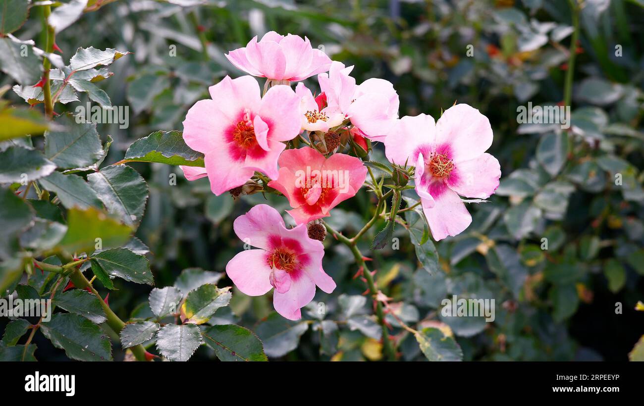 Nahaufnahme der rosafarbenen und roten Blume des ausdauernden Sommerblühgartens Rose rosa nur für Ihre Augen. Stockfoto