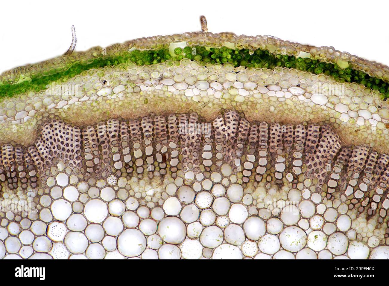 Das Bild zeigt knautia arvensis Gewebe im transversalen Abschnitt des Stiels, fotografiert durch das Mikroskop in hellem Feld, in einer Vergrößerung Stockfoto