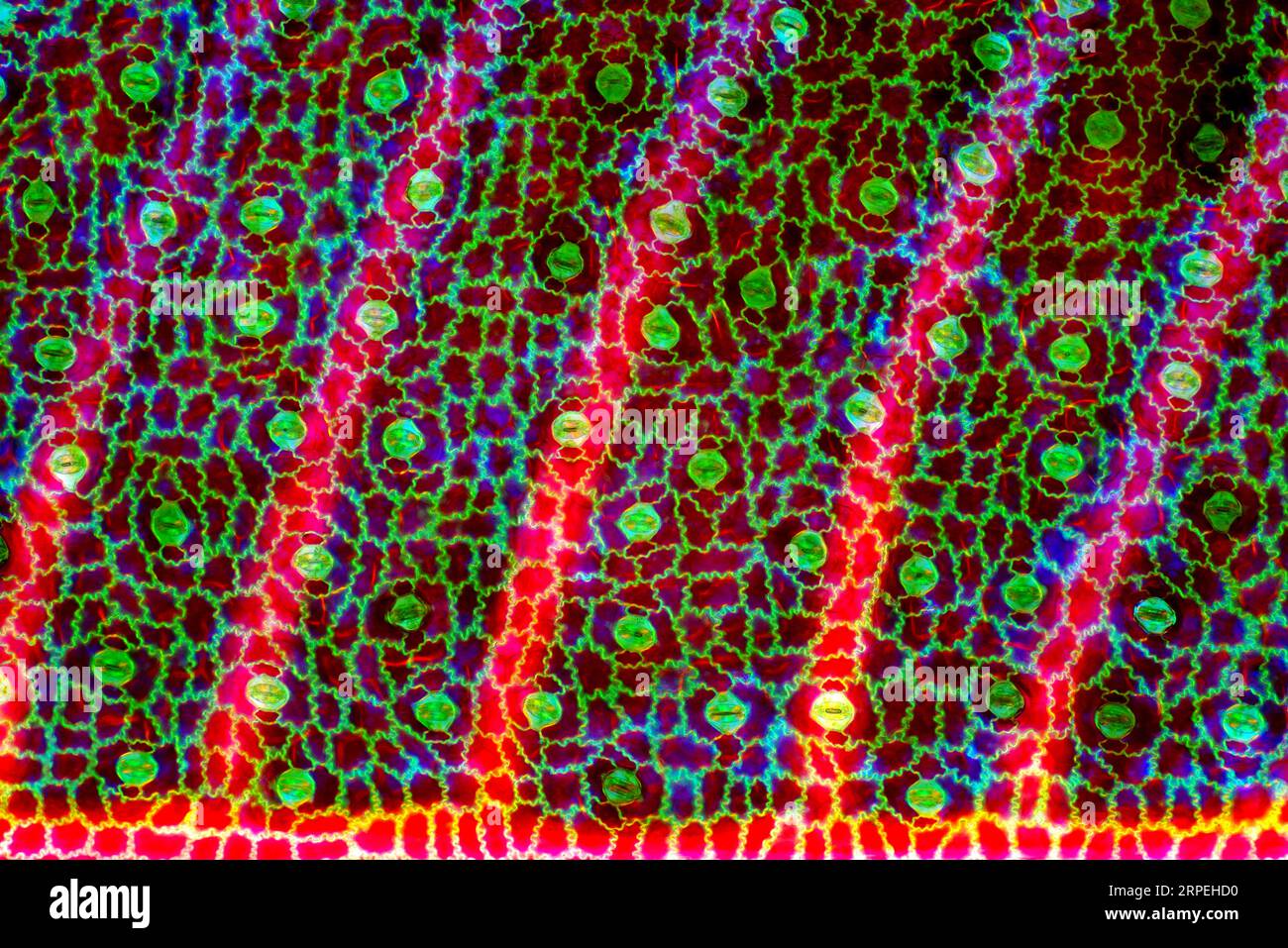 Das Bild zeigt Stomata in Stromanthe sp. Blattepidermis, fotografiert durch das Mikroskop in polarisiertem Licht bei einer Vergrößerung von 100X Stockfoto