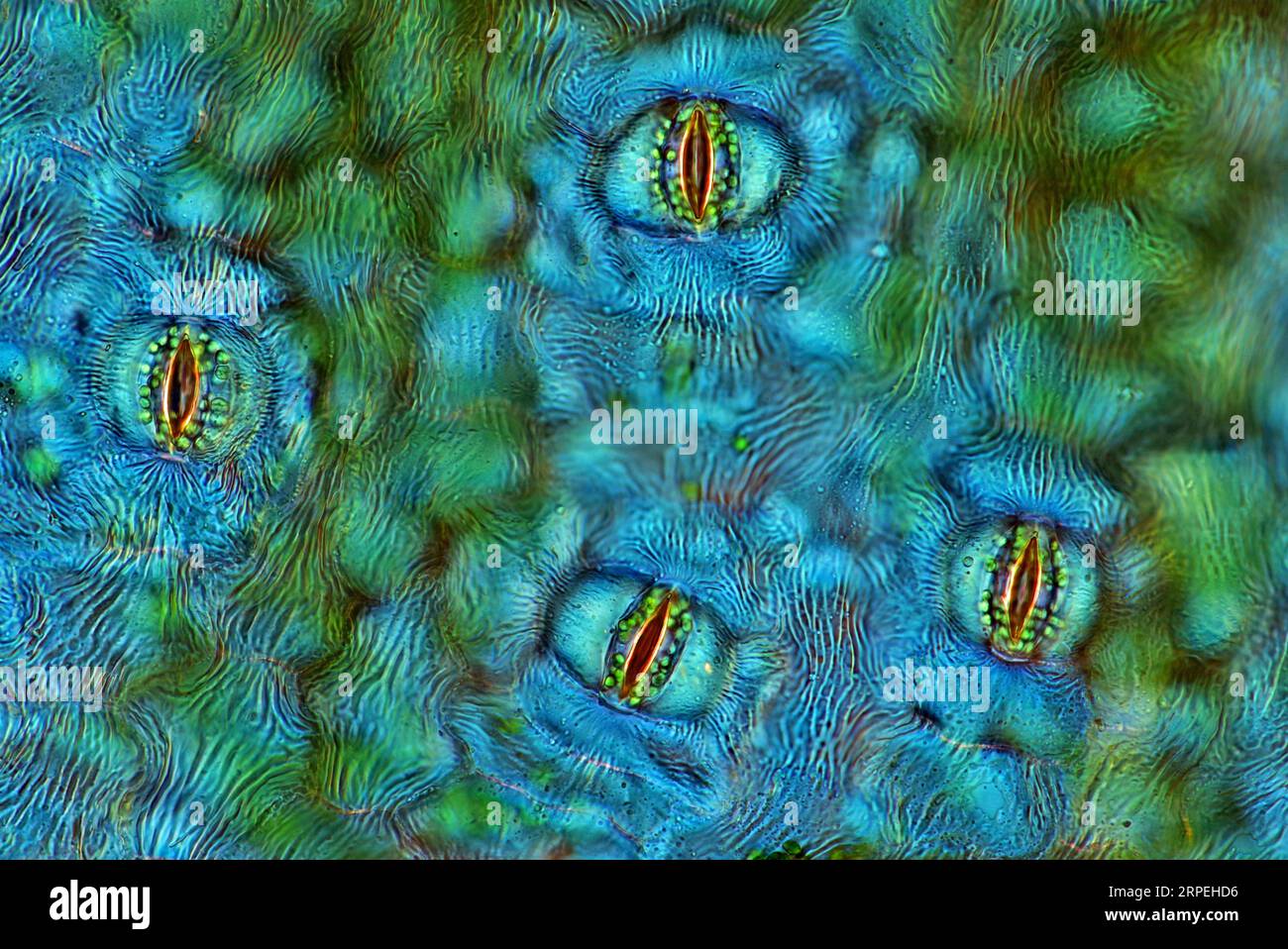 Das Bild zeigt Stomata in Spathiphyllum sp. Blattepidermis, fotografiert durch das Mikroskop in polarisiertem Licht bei einer Vergrößerung von 100X Stockfoto