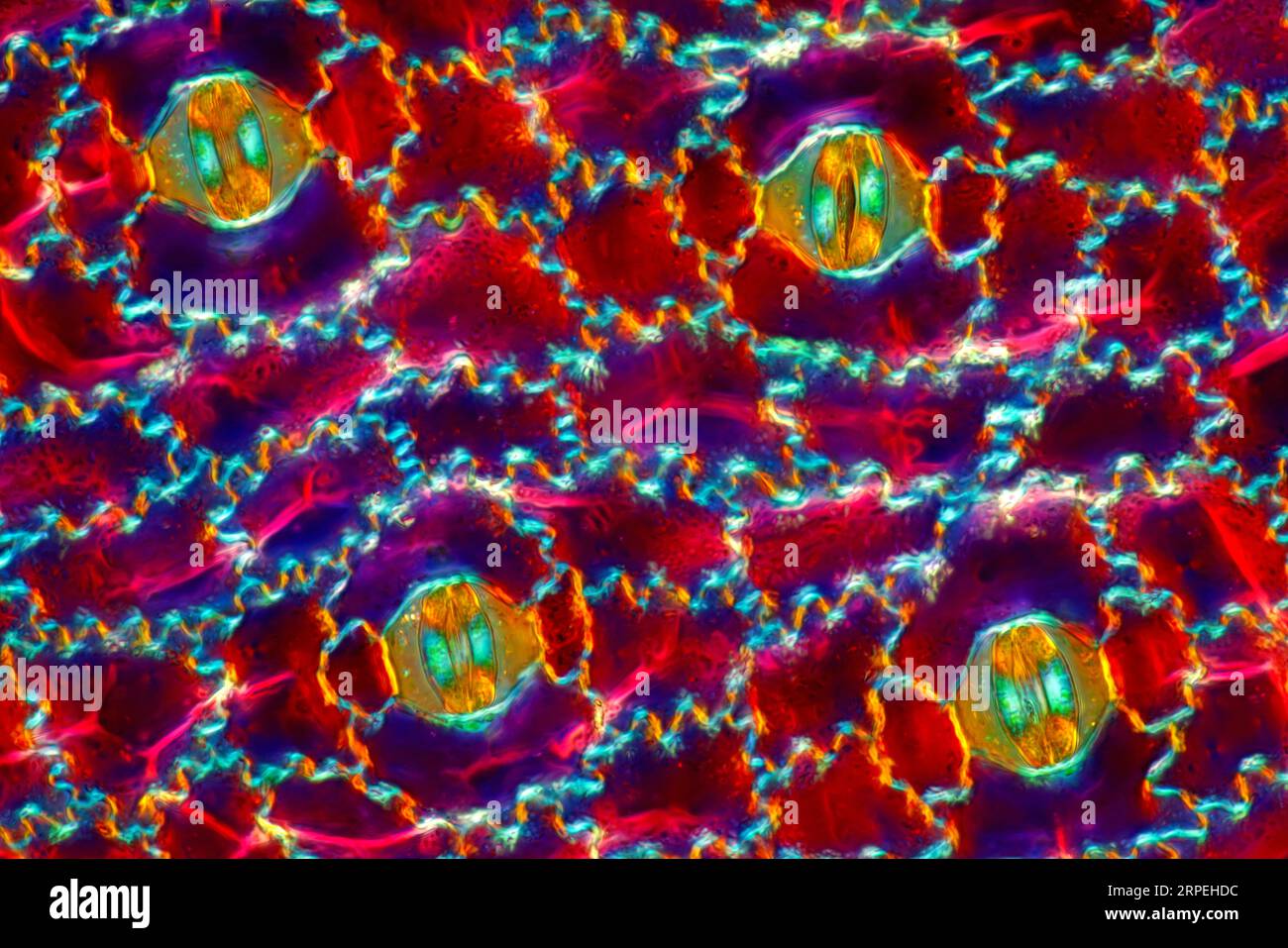 Das Bild zeigt Stomata in Stromanthe sp. Blattepidermis, fotografiert durch das Mikroskop in polarisiertem Licht bei einer Vergrößerung von 100X Stockfoto