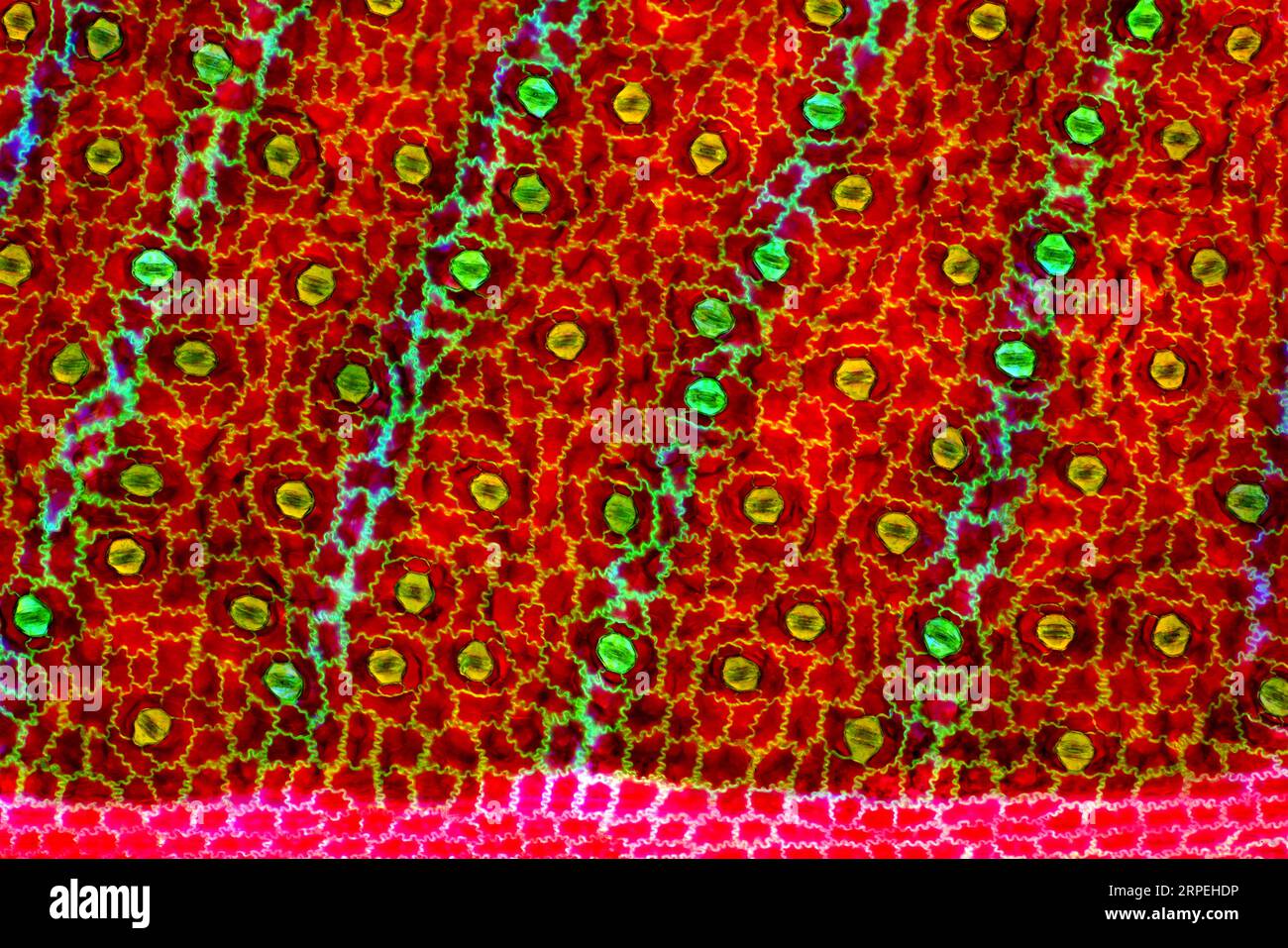 Das Bild zeigt Stomata in Stromanthe sp. Blattepidermis, fotografiert durch das Mikroskop in polarisiertem Licht bei einer Vergrößerung von 100X Stockfoto