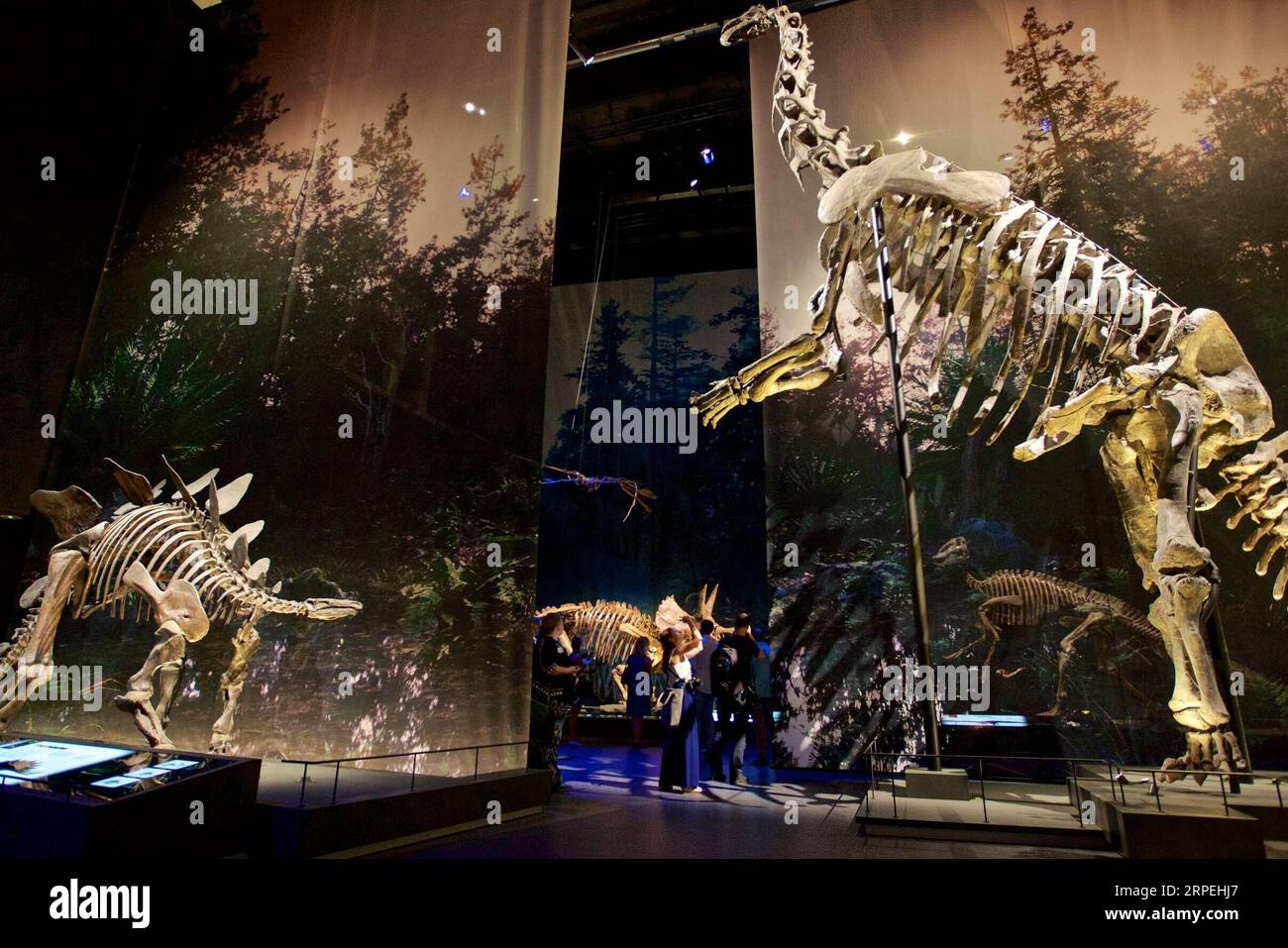 (190829) -- LEIDEN, 29. August 2019 -- Besucher sehen Dinosaurierskelette, die im Naturalis Biodiversity Center in Leiden, Niederlande, am 27. August 2019 ausgestellt sind. Das Naturalis Biodiversity Center, ein renommiertes nationales Museum und Forschungsinstitut für Biodiversität, wird nach zweijähriger Renovierung und Fertigstellung eines neuen Museums ab dem 31. August 2019 wieder für die Öffentlichkeit geöffnet. Das Zentrum mit Sitz in Leiden, Niederlande, verfügt über eine Sammlung von 42 Millionen Pflanzen, Tieren, Fossilien und Felsen. (Foto von Sylvia Lederer/Xinhua) NIEDERLANDE-LEIDEN-NATURALIS BIODIVERSITÄTSZENTRUM-WIEDERERÖFFNUNG WangxYanan PUBLICATIO Stockfoto