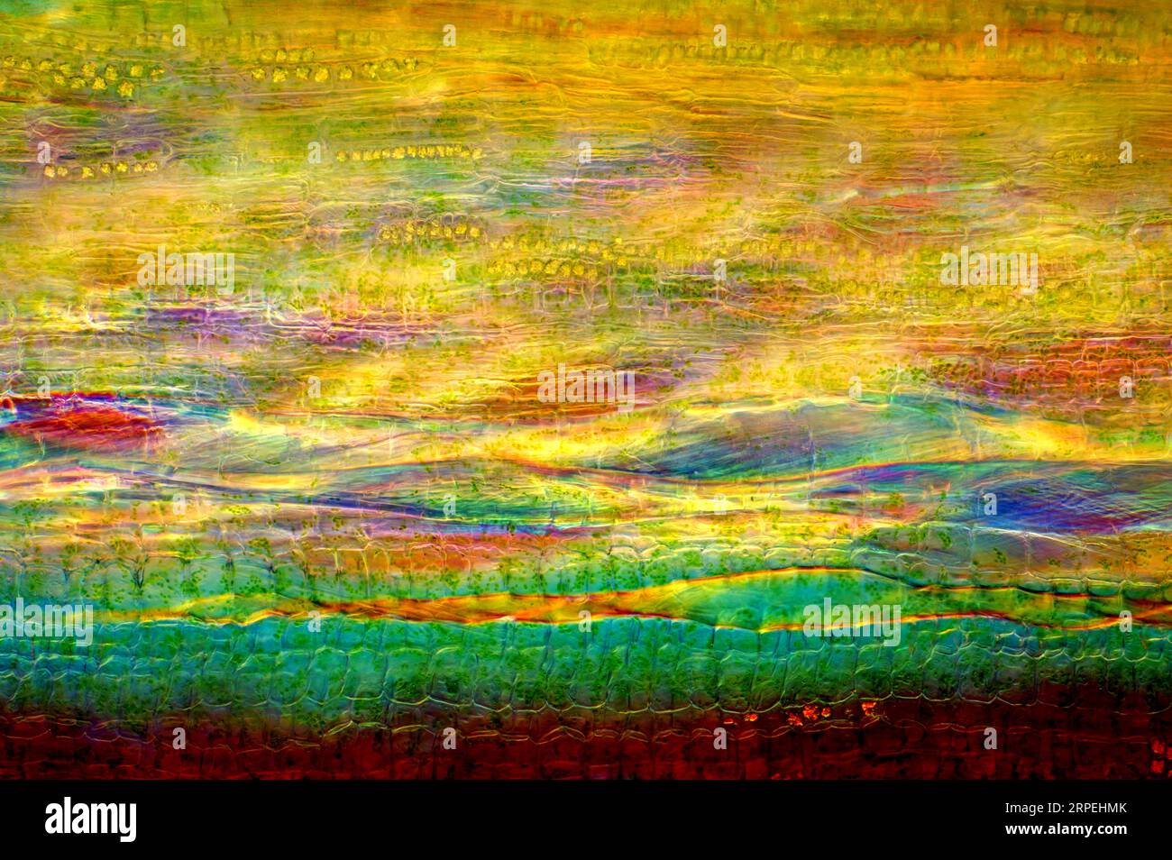 Das Bild zeigt Brennnesselgewebe im Stiel im Längsschnitt, das mit dem Mikroskop bei einer Vergrößerung von 100X fotografiert wurde Stockfoto