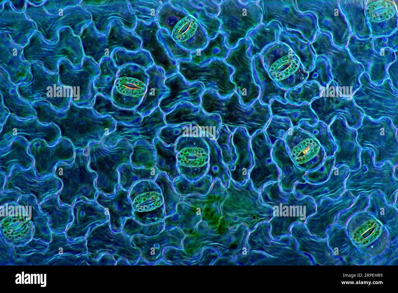 Das Bild zeigt Stomata in Spathiphyllum sp. Blattepidermis, fotografiert durch das Mikroskop in polarisiertem Licht bei einer Vergrößerung von 100X Stockfoto