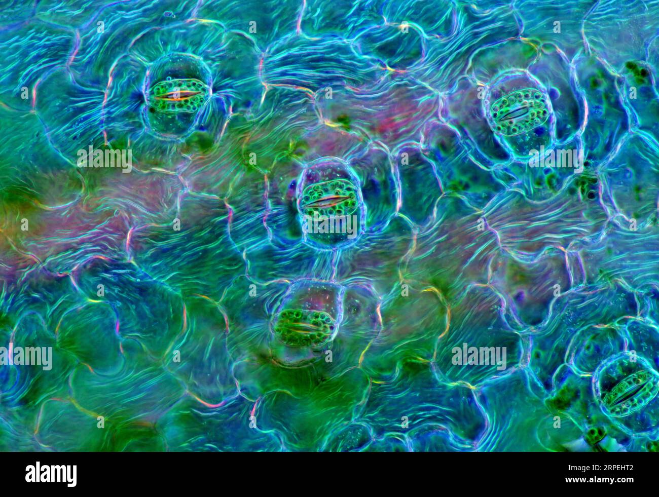 Das Bild zeigt Stomata in Spathiphyllum sp. Blattepidermis, fotografiert durch das Mikroskop in polarisiertem Licht bei einer Vergrößerung von 100X Stockfoto