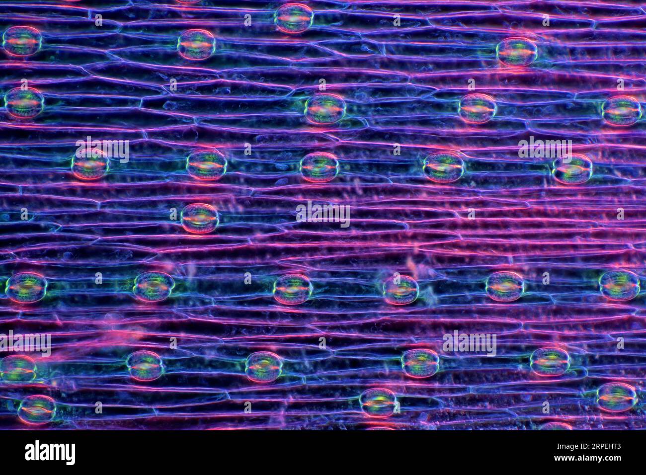 Das Bild zeigt Stomata in der Epidermis des Hyazinthenblattes, die durch das Mikroskop in polarisiertem Licht mit einer Vergrößerung von 100X aufgenommen wurden Stockfoto