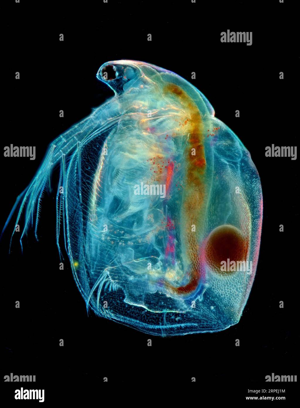 Das Bild zeigt Simocephalus sp. Mit Eiern, einer Art Cladoceran, fotografiert durch das Mikroskop in polarisiertem Licht bei einer Vergrößerung von 100 Stockfoto
