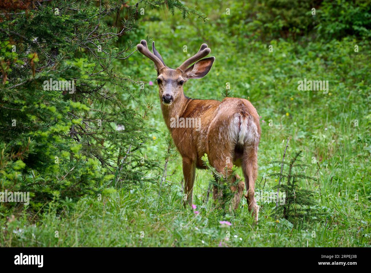 Maultier (Odocoileus hemionus), Yellowstone-Nationalpark, Wyoming, Vereinigte Staaten von Amerika Stockfoto